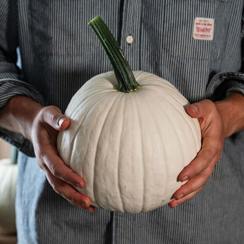 Ghost Town Specialty Pumpkins
