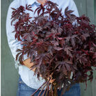 Mahogany Splendor Hibiscus