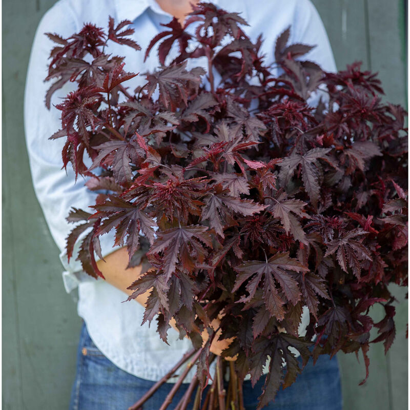 Mahogany Splendor Hibiscus