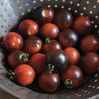 Indigo Cherry Drops Cherry Tomatoes