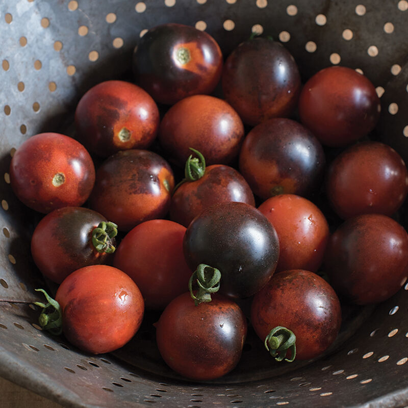 Indigo Cherry Drops Cherry Tomatoes