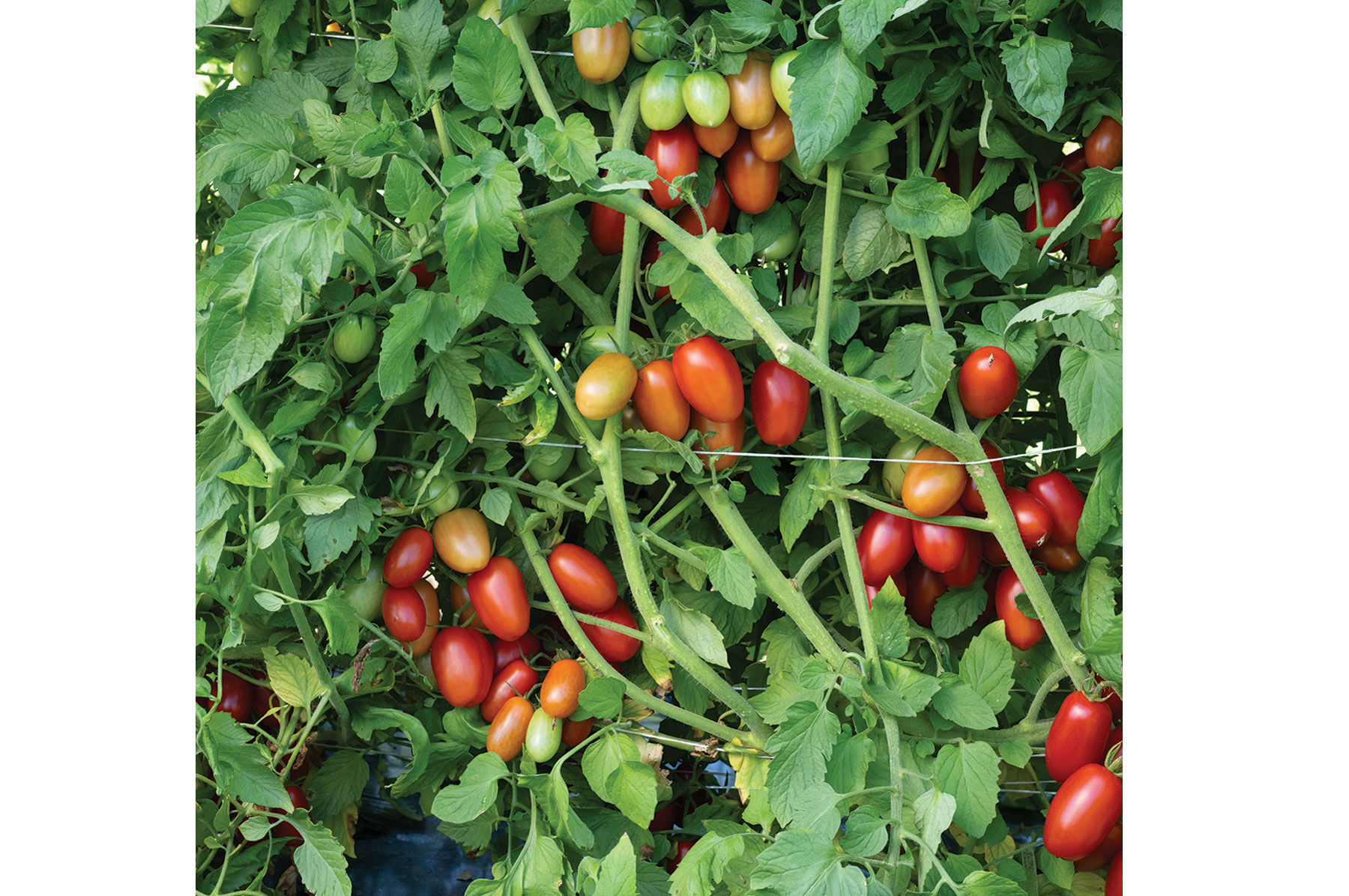 Juliet Paste Tomatoes