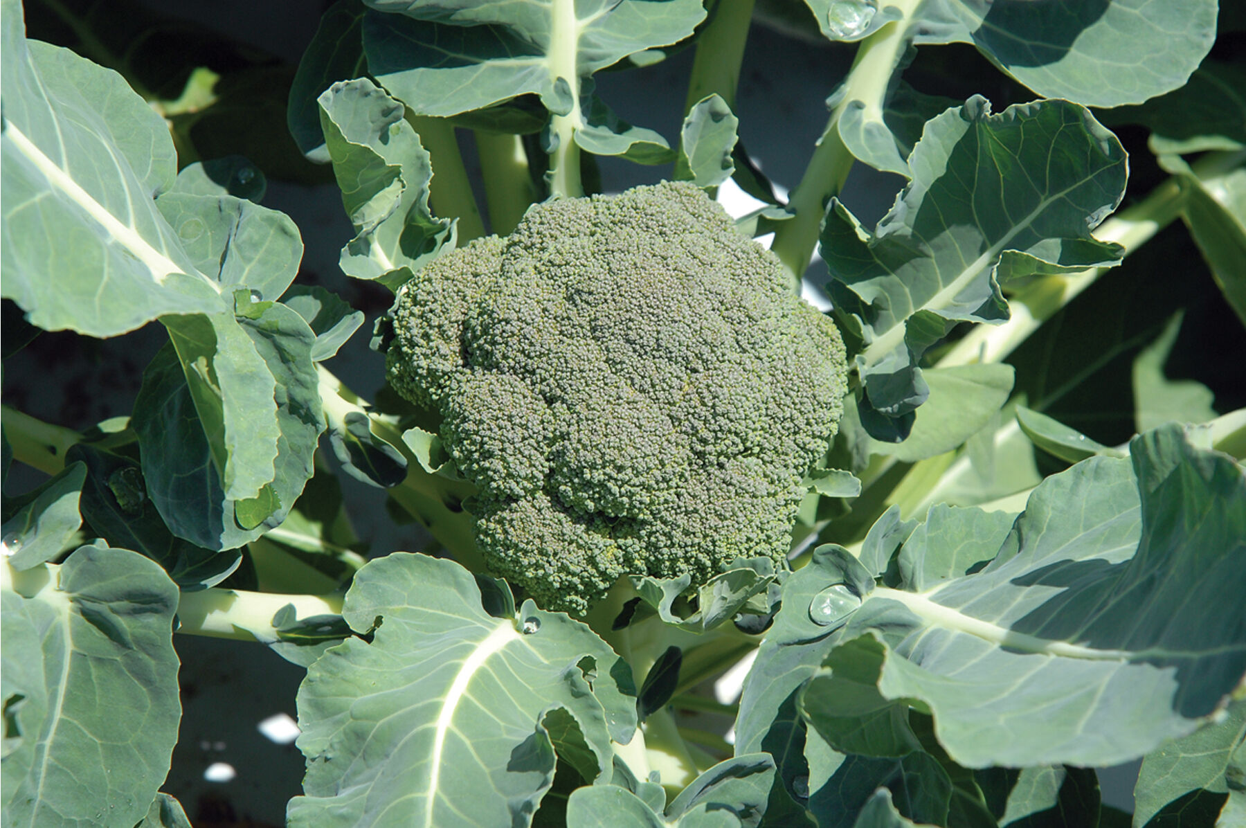 Broccoli Seeds - Organic Varieties | Johnny's Selected Seeds