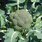 Belstar Standard Broccoli