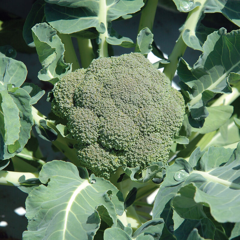 Belstar Standard Broccoli