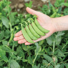 PLS 141 Snap Peas