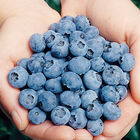 Elliott Blueberry