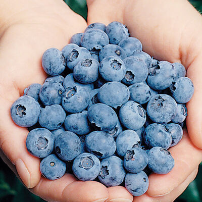 Elliott Blueberry