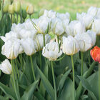 Exotic Emperor Tulips