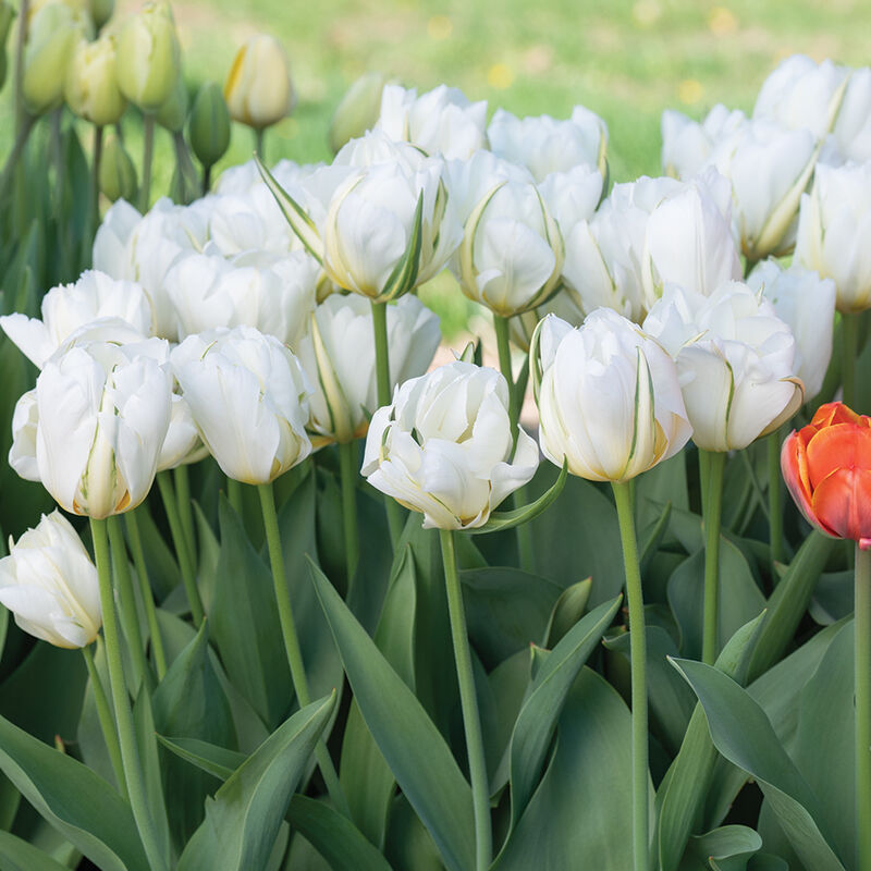 Exotic Emperor Tulips