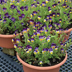 Helen Mount Viola (Pansy)