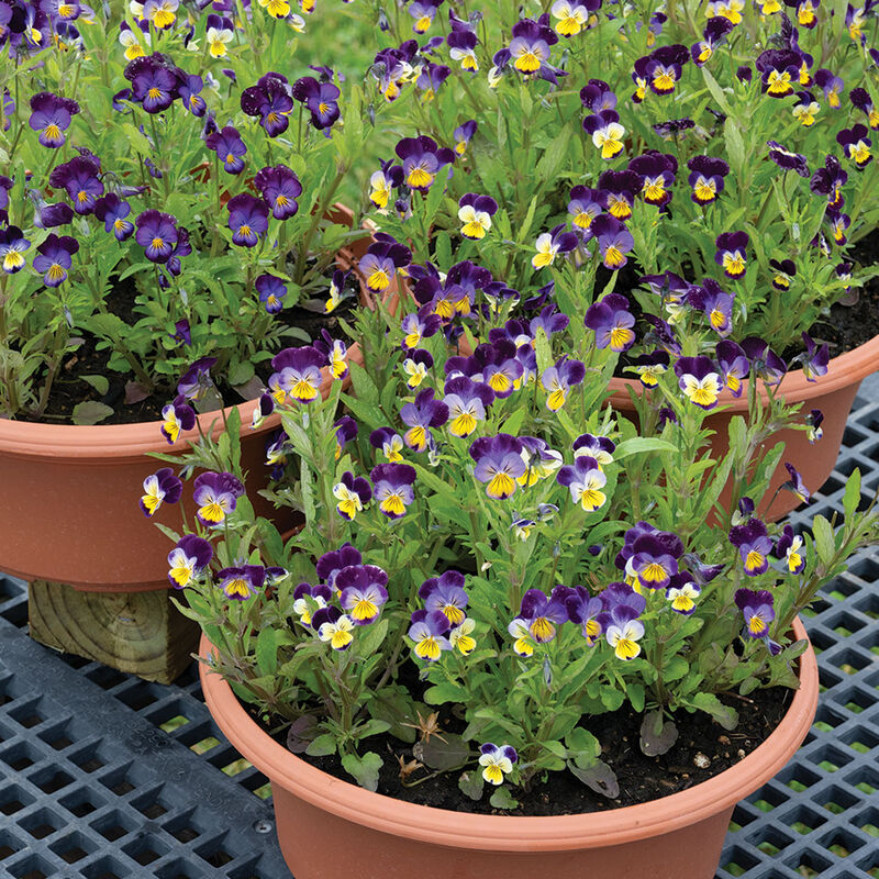 Helen Mount Viola (Pansy)