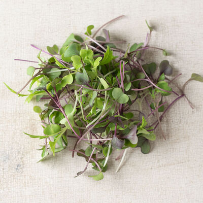 Mild Micro Mix Microgreen Mixes