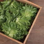 Verigo One-Cut Lettuce