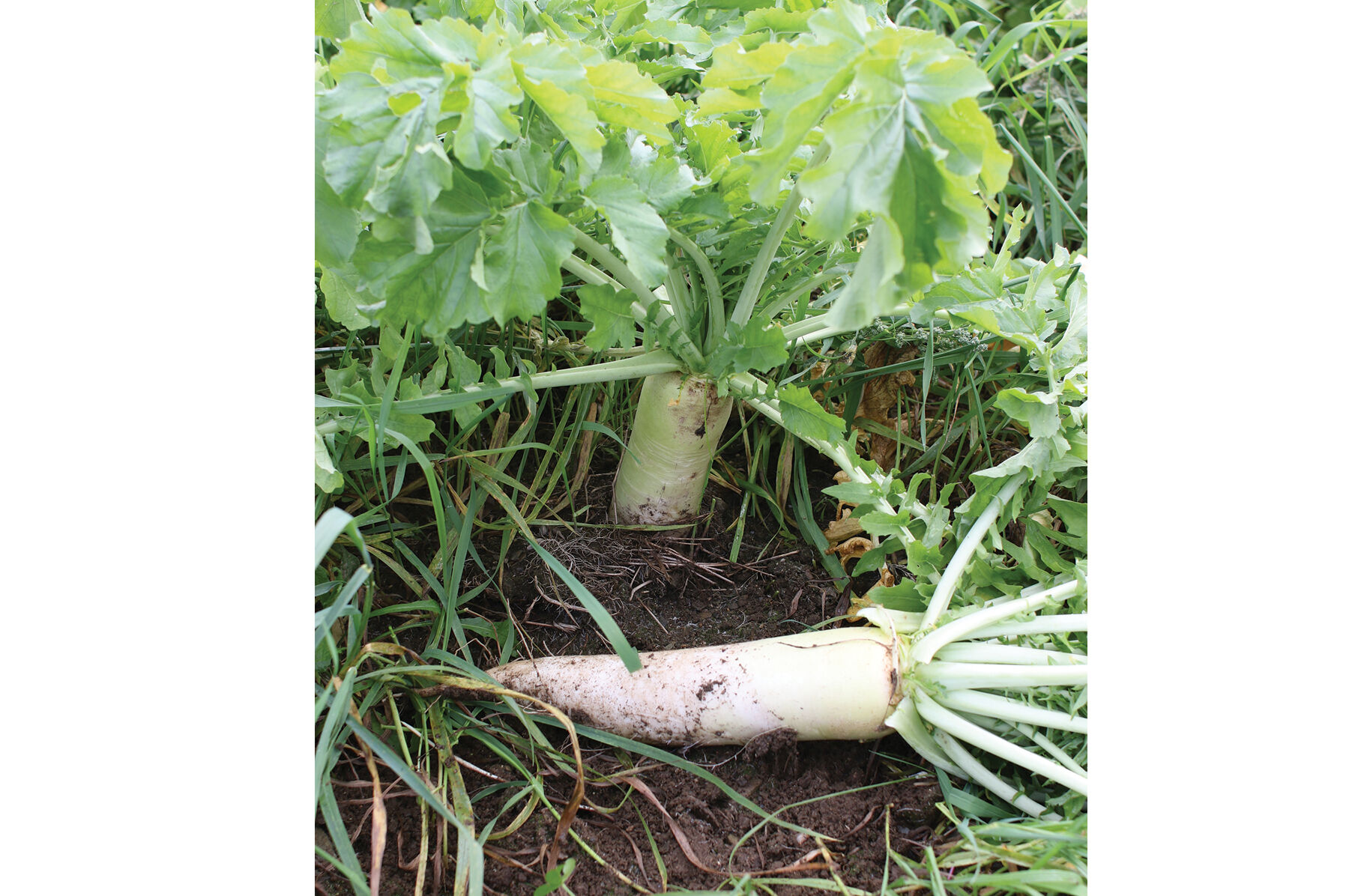 Oilseed Radish Radishes (Cover Crop)