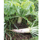 Oilseed Radish Radishes (Cover Crop)