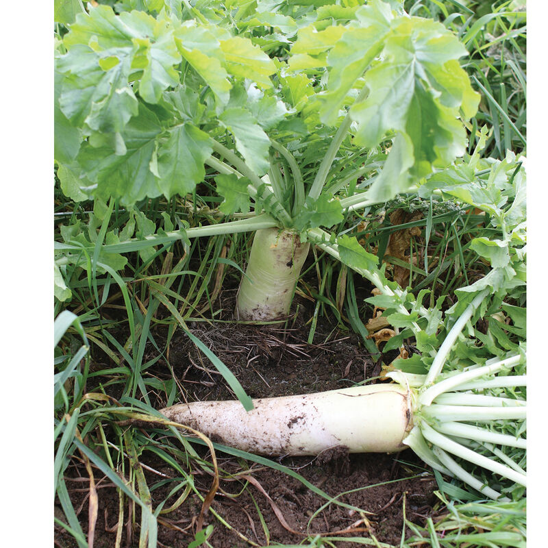Oilseed Radish Oilseed Radish Radishes (Cover Crop)