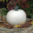 Moonshine Moonshine Specialty Pumpkins