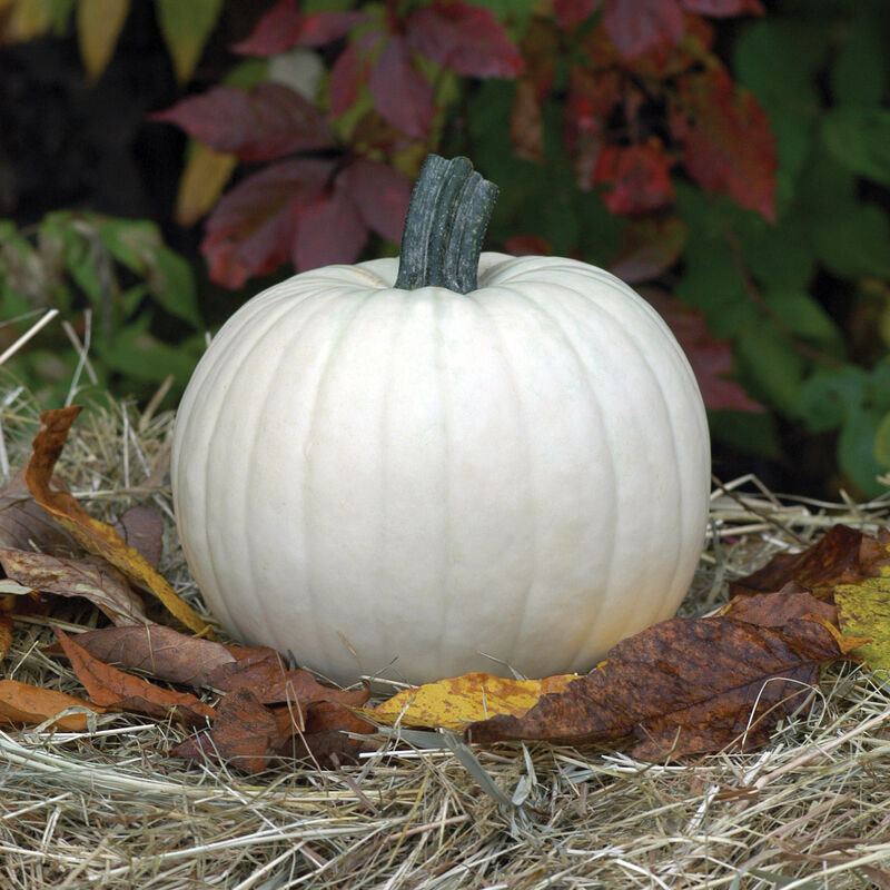 Moonshine Specialty Pumpkins