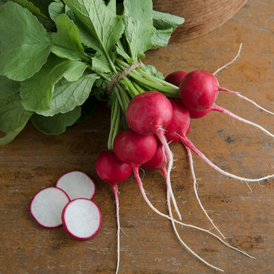 Crunchy King Round Radishes