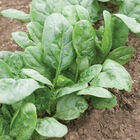 Corvair Smooth-Leaf Spinach