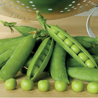 Premium Shelling Peas