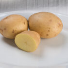 Yukon Gold – Early Ship Potatoes