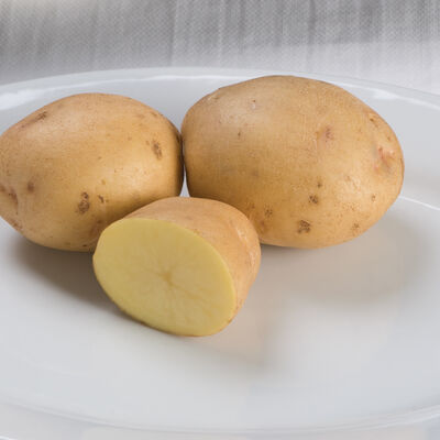Yukon Gold – Early Ship Potatoes