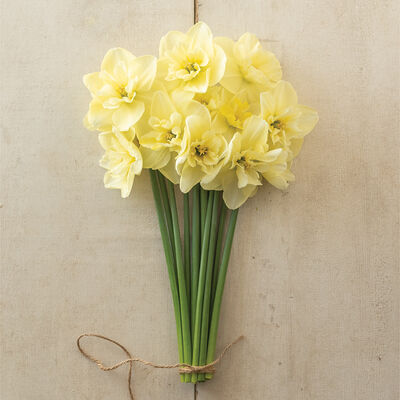 Dancing Moonlight Narcissus