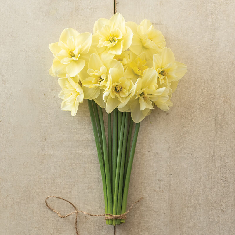 Dancing Moonlight Narcissus