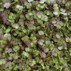 Kale, KX-1 Microgreen Vegetables