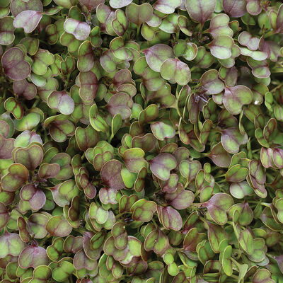 Kale, KX-1 Microgreen Vegetables