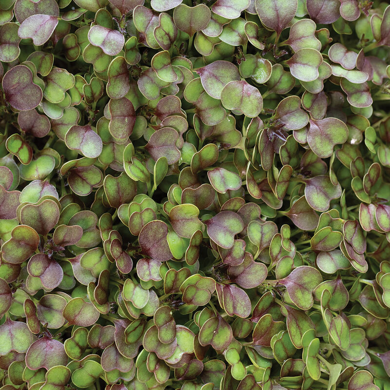 Kale, KX-1 Microgreen Vegetables