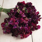 Midnight Midnight Sweet Peas