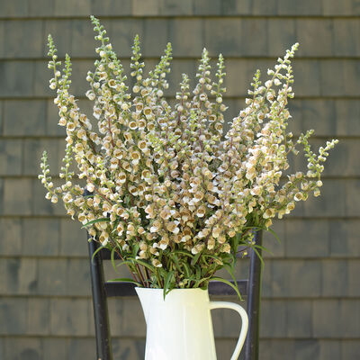 Café Crème Café Crème Digitalis (Foxglove)