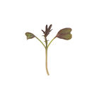 Kale, KX-1 Microgreen Vegetables