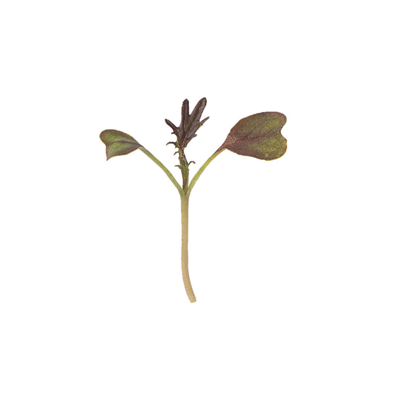 Kale, KX-1 Microgreen Vegetables