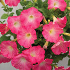 Easy Wave&reg; Rosy Dawn Petunia