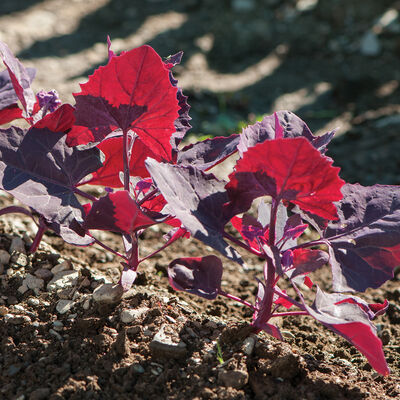 Ruby Red Orach Specialty Greens