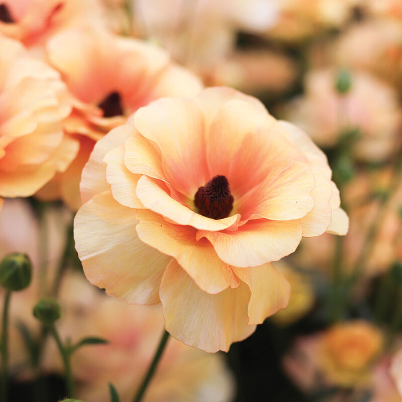 Butterfly&trade; Vestalis&reg; Ranunculus