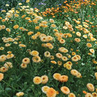 Pacific Apricot Beauty Calendula