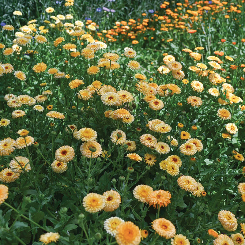 Pacific Apricot Beauty Calendula
