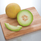 Diplomat Galia Melons (Tropical)