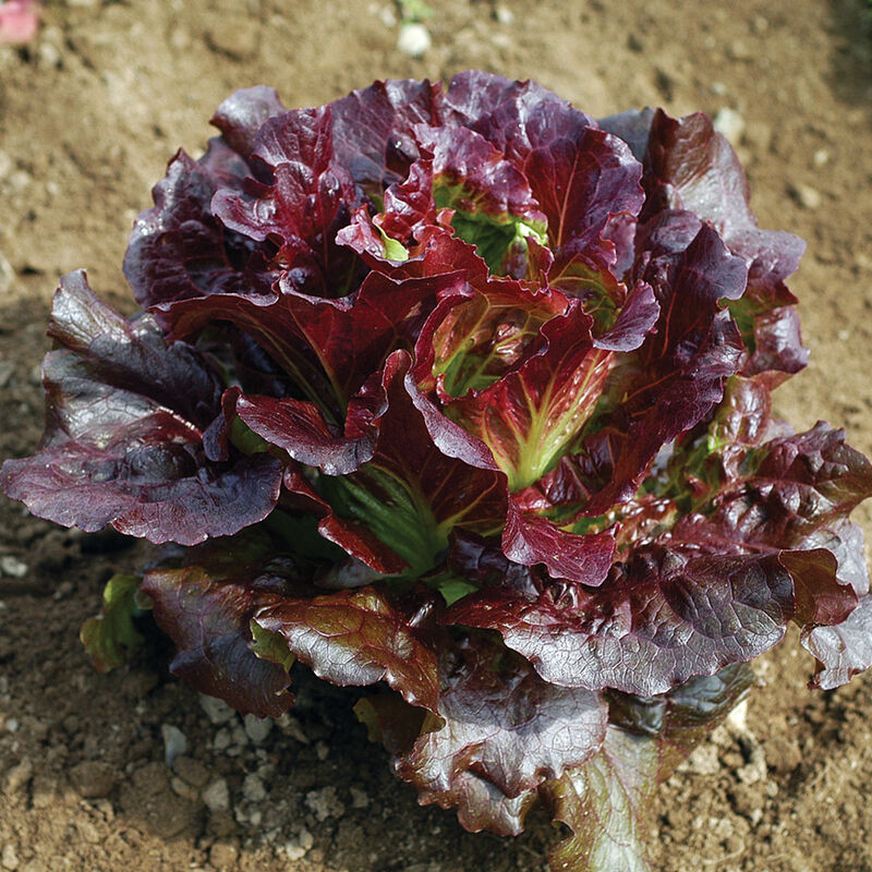 Cherokee Summer Crisp Lettuce (Batavia)