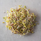 Broccoli, Sano Verde Max Sprouts