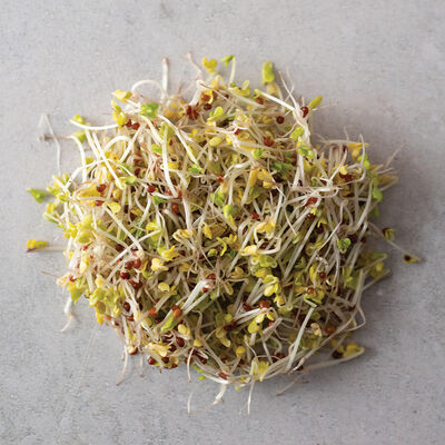 Broccoli, Sano Verde Max Sprouts