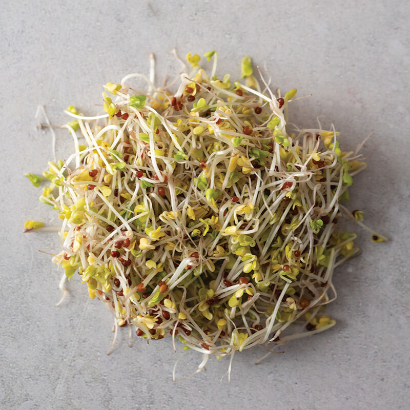Broccoli, Sano Verde Max Sprouts
