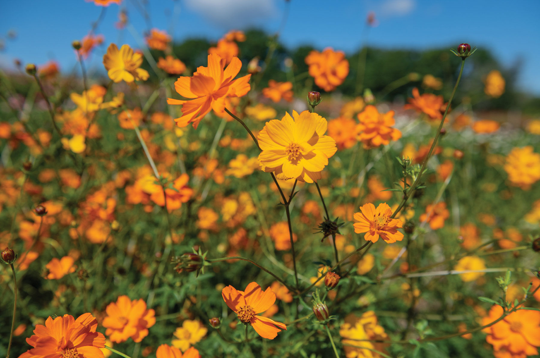 Johnny's Selected Seeds Bright Lights Cosmos Seed