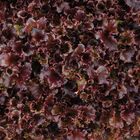 Catalina (3SX3104) Oakleaf Lettuce