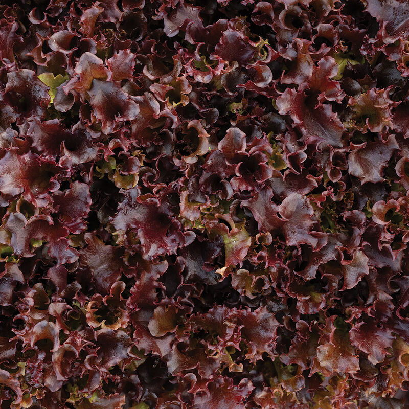 Catalina (3SX3104) Oakleaf Lettuce